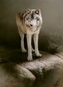 Outcrop eastern wolf_web jpg